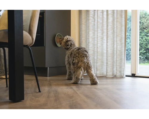 Hund frisst aus einem an der Wand befestigten Napf in einer Küche.
