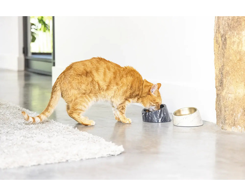 Eine Katze frisst aus einem erhöhten Futternapf