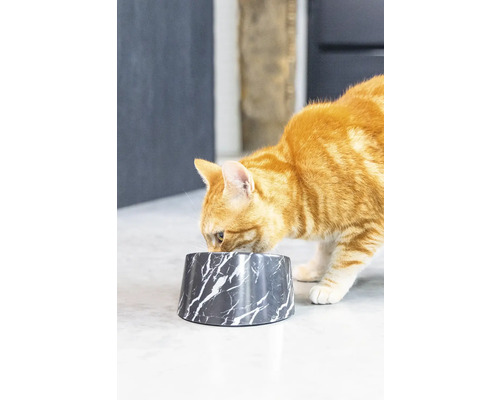 Eine orangefarbene Katze frisst aus einem Futternapf mit Marmoroptik.