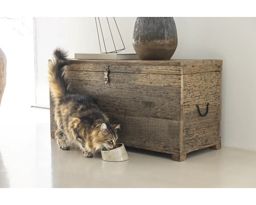 Katze frisst aus einer Schale neben einer Truhe aus Altholz.