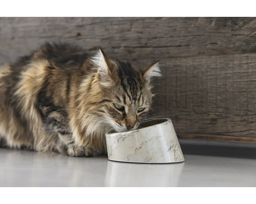 Eine Katze frisst aus einem Futternapf