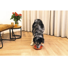 Ein Hund frisst aus einem Napf in einem Zimmer mit Möbeln und Dekorationen.