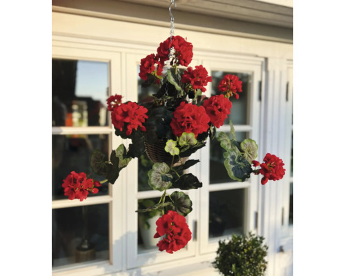 Hängeampel mit roten Geranien vor einem Fenster