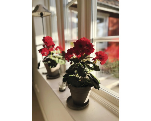 Zwei Geranien in Töpfen auf einem Fensterbrett