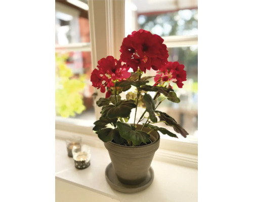 Geranie in einem Topf auf einer Fensterbank