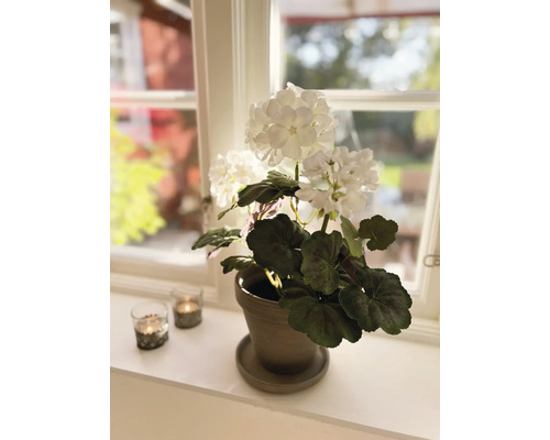 Dekorative weiße Hortensie in einem Topf auf einem Fensterbrett mit zwei Teelichthaltern