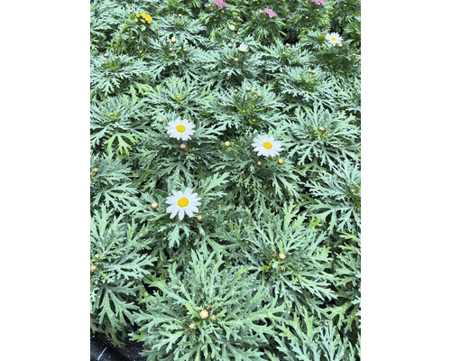 Gros plan sur des fleurs de marguerite au feuillage délicat