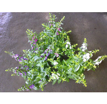 Aufnahme einer Engelwurz Pflanze mit grünen Blättern und weißen und violetten Blüten.
