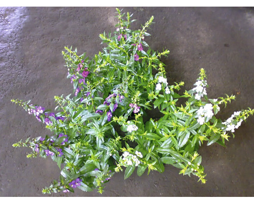 Photo d''une plante d''angélique avec des feuilles vertes et des fleurs blanches et violettes.