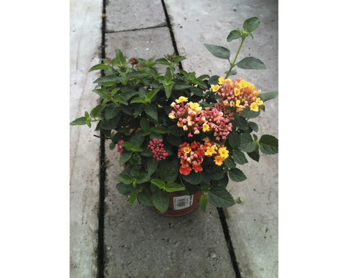 Magie florale en pot: Arrangement de verveines pour balcon et jardin
