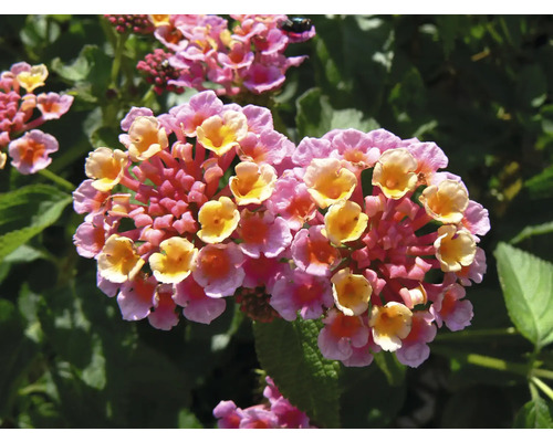 Laternier Lantana camara h env. 15 cm pot de Ø 25 cm