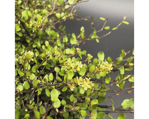 Gros plan d''une plante artificielle de buisson de corail avec des fleurs
