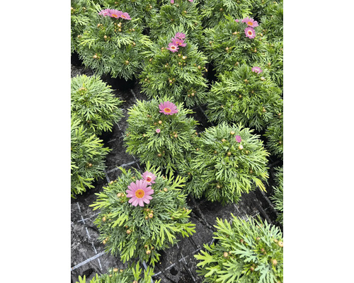 Gros plan de fleurs de marguerite en pot.