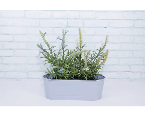 Kräutergarten mit Lavendel in einem Topf