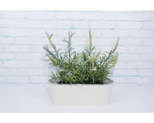 Lavendel in einem Pflanzgefäß für den Innenbereich