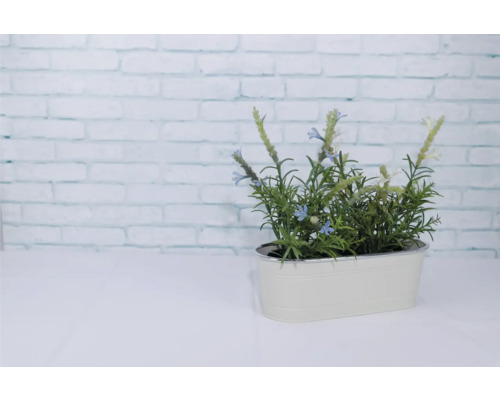 Dekorative Kräuterpflanze in einem Pflanzgefäß