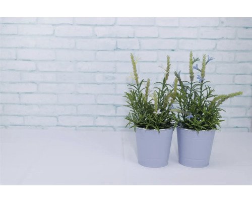 Deux plantes en pot avec des feuilles vertes et des fleurs