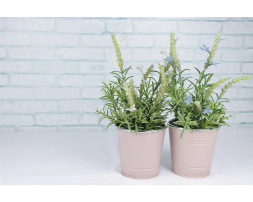 Deux plantes en pot avec des feuilles vertes et des fleurs blanches et bleues dans des pots roses.