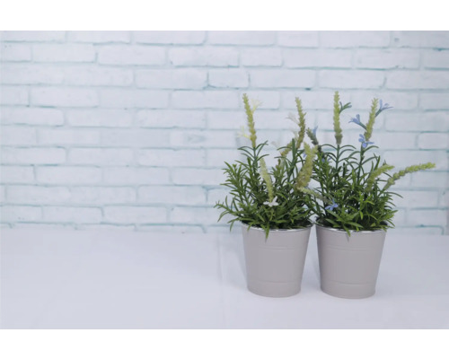 Zwei Lavendelpflanzen in Töpfen als Dekoration