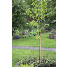 Junger Baum mit Stützpfahl im Garten.
