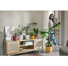 Wohnzimmer mit Holzschrank, verschiedenen Pflanzen in Pflanzgefäßen und einer Frau im Hintergrund