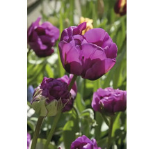 Gros plan de fleurs de tulipes violettes dans le jardin