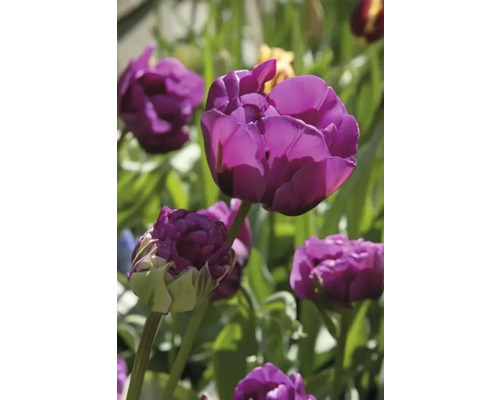 Gros plan de fleurs de tulipes violettes dans le jardin