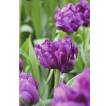 Gros plan de fleurs de tulipes violettes dans le jardin.