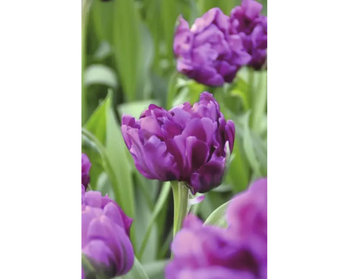 Gros plan de fleurs de tulipes violettes dans le jardin.