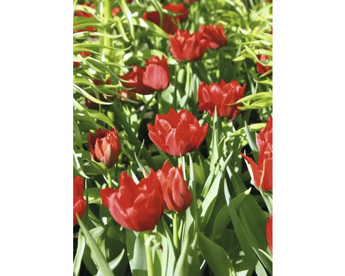 Nahaufnahme von roten Tulpen in einem Gartenbeet.