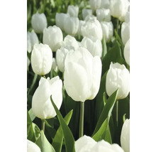 Feld mit weißen Tulpen