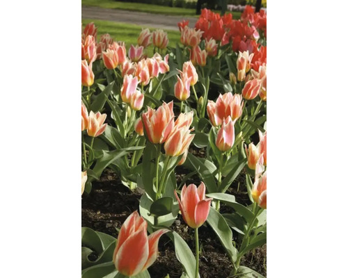 Parterre de tulipes avec des fleurs rouges et bicolores