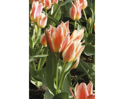 Gros plan de tulipes multicolores dans le jardin