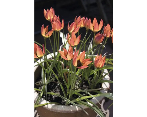Tulipes dans un pot de fleurs
