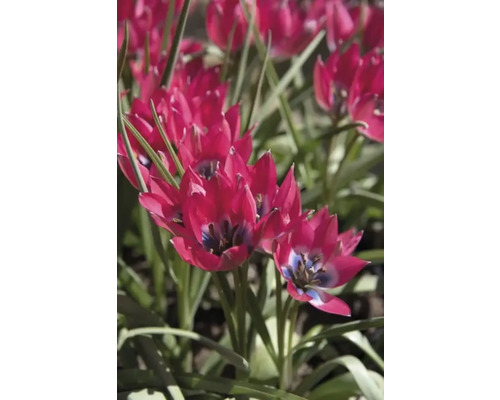 Nahaufnahme von roten Tulpenblüten im Gartenbeet