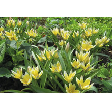 Tulipes Tarda jaunes et blanches dans un parterre de jardin