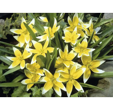 Gros plan d''un groupe de tulipes Tarda jaune et blanc dans le jardin.