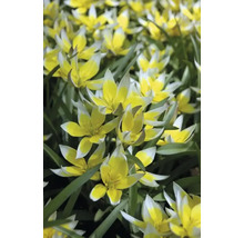 Gros plan de tulipes sauvages jaune et blanc dans une plate-bande.