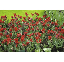 Parterre de tulipes perroquet rouges