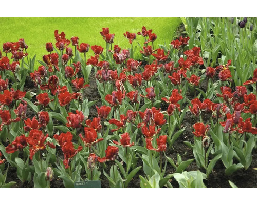 Beet mit roten Papageientulpen