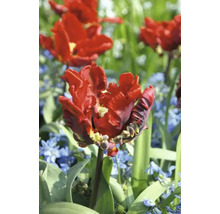 Fleur de tulipe rouge remplie dans un parterre de jardin