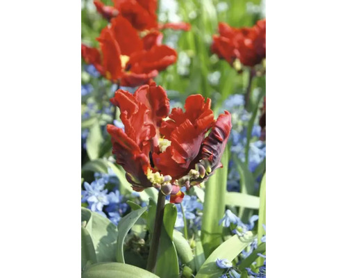 Rote gefüllte Tulpenblüte im Gartenbeet