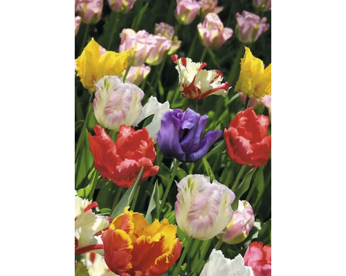 Gros plan d''un groupe de tulipes multicolores dans une plate-bande.
