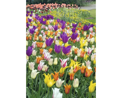 Parterre de tulipes de différentes couleurs