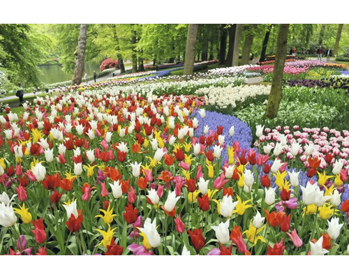 Vue d''un champ de tulipes colorées dans un parc.