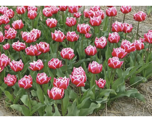 Champ de tulipes rouges et blanches
