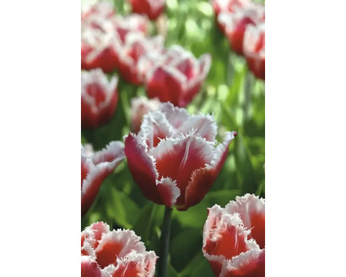Gros plan de tulipes rouges et blanches avec des pétales frangés