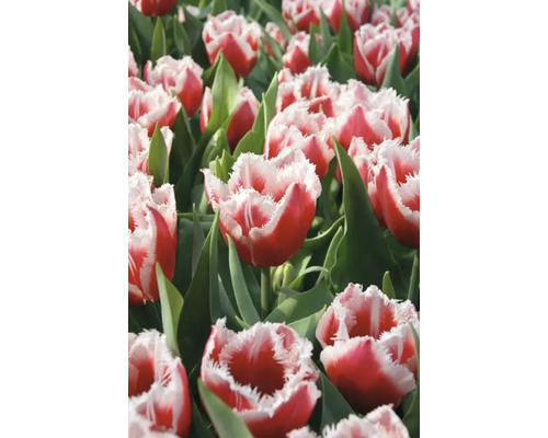 Champ de tulipes rouges et blanches