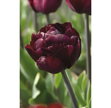 Bulbe Tulipe FloraSelf ' Uncle Tom ' 8 pièces