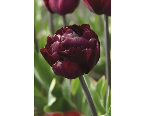 Gros plan d''une tulipe rouge foncé dans le jardin.